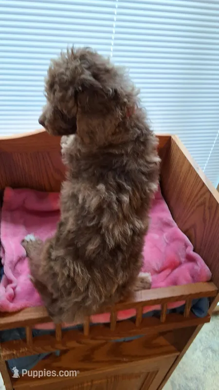 Red – Cockapoo puppy for sale in Uniontown, OH