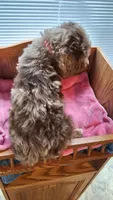 Red, a female Cockapoo for sale in Uniontown, OH – Photo 2 of 3