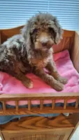 Red, a female Cockapoo for sale in Uniontown, OH – Photo 3 of 3