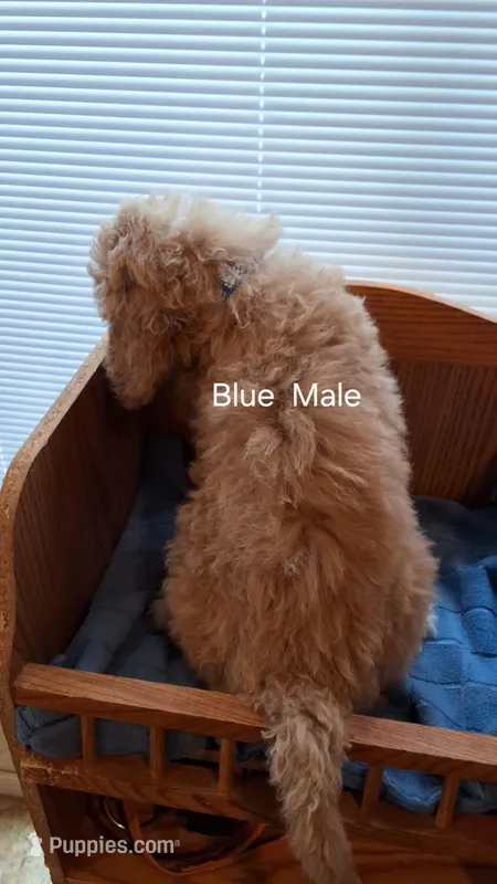 Blue Male – Cockapoo puppy for sale in Uniontown, OH