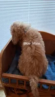 Blue Male, a male Cockapoo for sale in Uniontown, OH – Photo 1 of 2