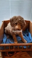 Blue Male, a male Cockapoo for sale in Uniontown, OH – Photo 2 of 2