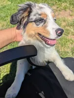 Sapphire , a female Miniature Australian Shepherd for sale in Canton, TX – Photo 1 of 8