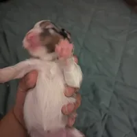 Sapphire , a female Miniature Australian Shepherd for sale in Canton, TX – Photo 5 of 8