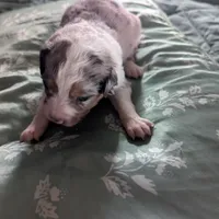 Sapphire , a female Miniature Australian Shepherd for sale in Canton, TX – Photo 4 of 8