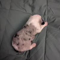 Sapphire , a female Miniature Australian Shepherd for sale in Canton, TX – Photo 7 of 8