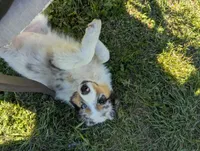 Sapphire , a female Miniature Australian Shepherd for sale in Canton, TX – Photo 2 of 8