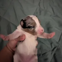 Sapphire , a female Miniature Australian Shepherd for sale in Canton, TX – Photo 6 of 8