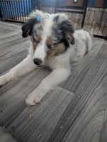 Sapphire , a female Miniature Australian Shepherd for sale in Canton, TX – Photo 3 of 8