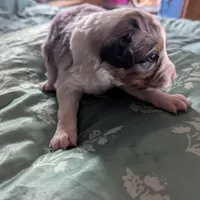 Sapphire , a female Miniature Australian Shepherd for sale in Canton, TX – Photo 3 of 8