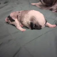 Sapphire , a female Miniature Australian Shepherd for sale in Canton, TX – Photo 8 of 8