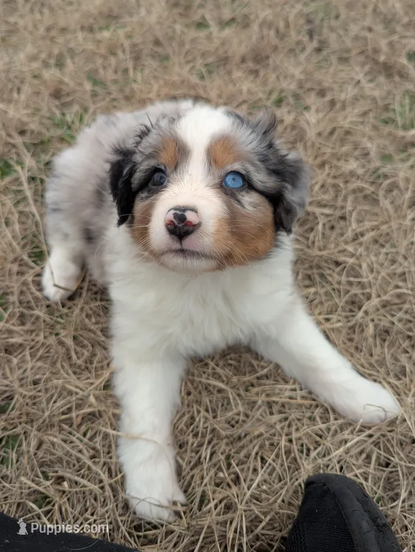 Mini Aussie 1