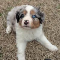 Sapphire , a female Miniature Australian Shepherd for sale in Canton, TX – Photo 1 of 8