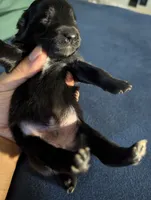 Sleek Boy, a male Miniature Aussiedoodle for sale in Canton, TX – 3 of 3