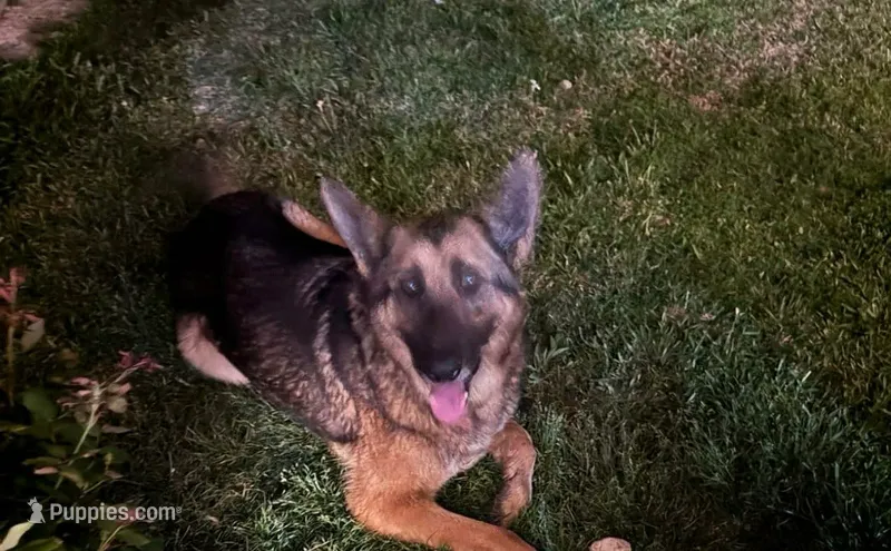 German shepherd  – German Shepherd Dog puppy for sale in Canton, TX