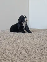 Surfer Girl, a female Miniature Aussiedoodle for sale in Canton, TX – 6 of 10