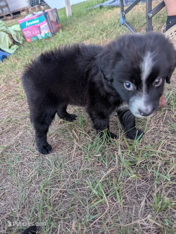 Two Face – Miniature Aussiedoodle puppy for sale in Canton, TX