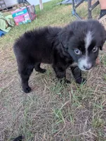 Two Face, a male Miniature Aussiedoodle for sale in Canton, TX – 2 of 9
