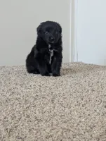 Sleek Boy, a male Miniature Aussiedoodle for sale in Canton, TX – 5 of 10