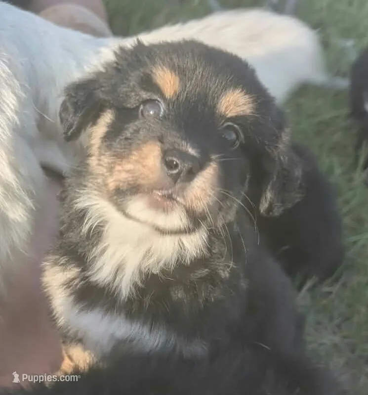 Mini Aussie Corgi – Pembroke Welsh Corgi, Miniature Australian Shepherd puppy for sale in Canton, TX