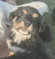 Mini Aussie Corgi, a female Pembroke Welsh Corgi and Miniature Australian Shepherd for sale in Canton, TX – 1 of 5