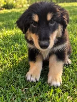 Mini Aussie Corgi, a female Pembroke Welsh Corgi and Miniature Australian Shepherd for sale in Canton, TX – 1 of 7