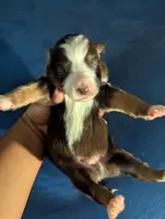 Red Tri Boy, a male Miniature Aussiedoodle for sale in Canton, TX – 3 of 3