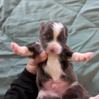 Red, a male Miniature Australian Shepherd for sale in Canton, TX – Photo 7 of 9