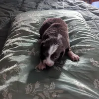 Red, a male Miniature Australian Shepherd for sale in Canton, TX – Photo 6 of 9