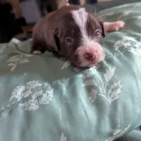 Red, a male Miniature Australian Shepherd for sale in Canton, TX – Photo 4 of 9