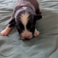 Red, a male Miniature Australian Shepherd for sale in Canton, TX – Photo 8 of 9