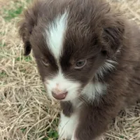 Red, a male Miniature Australian Shepherd for sale in Canton, TX – Photo 2 of 9