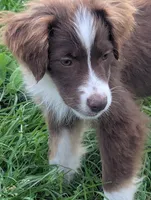 Red, a male Miniature Australian Shepherd for sale in Canton, TX – Photo 1 of 8