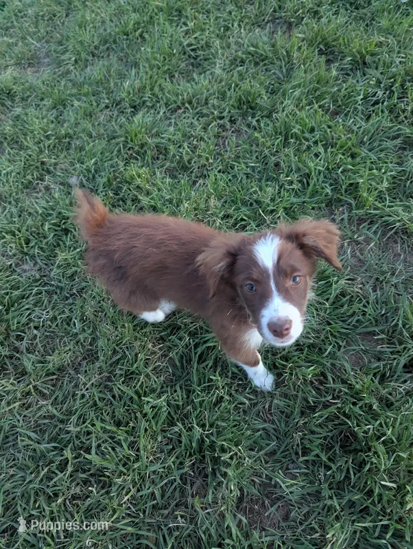 Red – Miniature Australian Shepherd puppy for sale in Canton, TX
