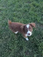 Red, a male Miniature Australian Shepherd for sale in Canton, TX – Photo 2 of 8