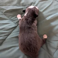 Red, a male Miniature Australian Shepherd for sale in Canton, TX – Photo 9 of 9