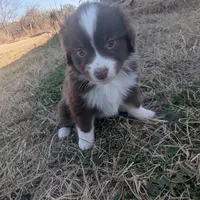Red, a male Miniature Australian Shepherd for sale in Canton, TX – Photo 1 of 9
