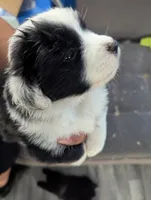 Mini Aussie Corgi, a female Pembroke Welsh Corgi and Miniature Australian Shepherd for sale in Canton, TX – 3 of 4