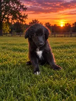 Mini Aussie Corgi , a male Pembroke Welsh Corgi and Miniature Australian Shepherd for sale in Canton, TX – 3 of 3