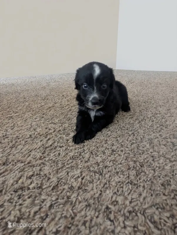 Sleepy Boy – Miniature Aussiedoodle puppy for sale in Canton, TX
