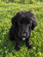 Mini Aussie Corgi, a female Pembroke Welsh Corgi and Miniature Australian Shepherd for sale in Canton, TX – 2 of 5