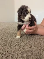 Red Tri Boy, a male Miniature Aussiedoodle for sale in Canton, TX – 5 of 8