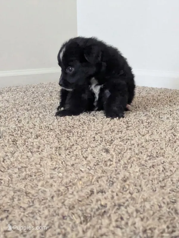 Tiny Girl – Miniature Aussiedoodle puppy for sale in Canton, TX