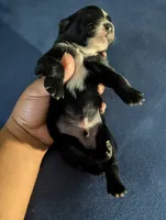 Sleepy Boy, a male Miniature Aussiedoodle for sale in Canton, TX – 3 of 3