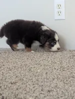 Red Tri Boy, a male Miniature Aussiedoodle for sale in Canton, TX – 4 of 8