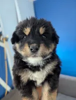 Mini Aussie Corgi, a female Pembroke Welsh Corgi and Miniature Australian Shepherd for sale in Canton, TX – 2 of 5