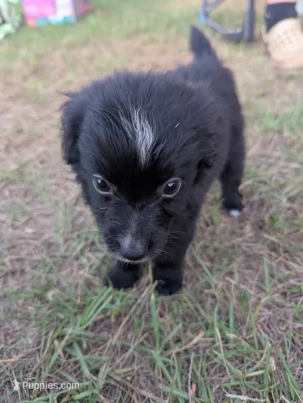 Tiny Girl – Miniature Aussiedoodle puppy for sale in Canton, TX