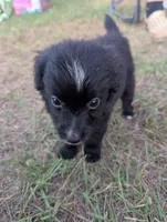 Tiny Girl, a female Miniature Aussiedoodle for sale in Canton, TX – 1 of 7