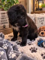 Mini Aussie Corgi , a male Pembroke Welsh Corgi and Miniature Australian Shepherd for sale in Canton, TX – 2 of 3