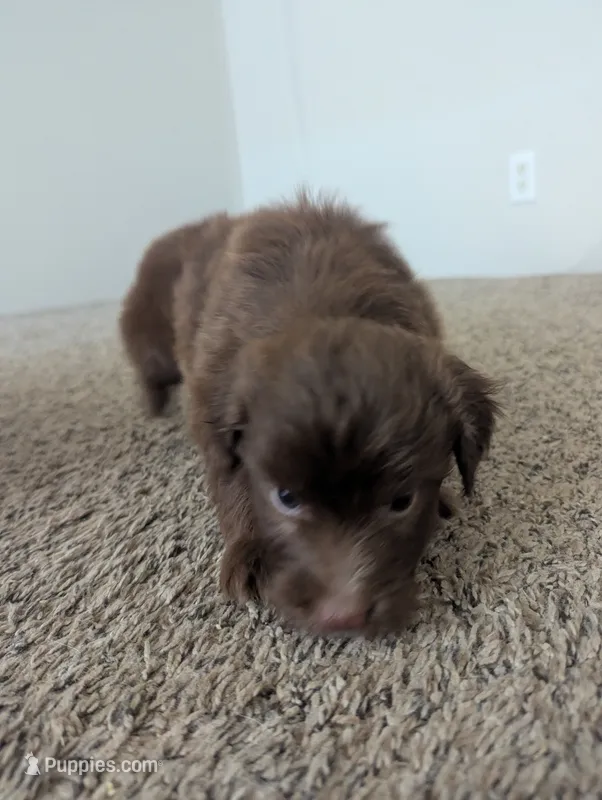 Cocoa Boy – Miniature Aussiedoodle puppy for sale in Canton, TX